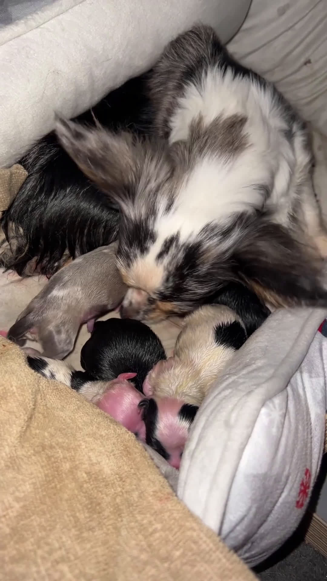 Chihuahua honden te koop: Mooie en lieve langhaar chihuahua. - Video 2