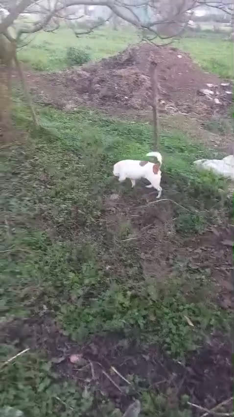 Kruising honden te koop: Azzura - Video 1