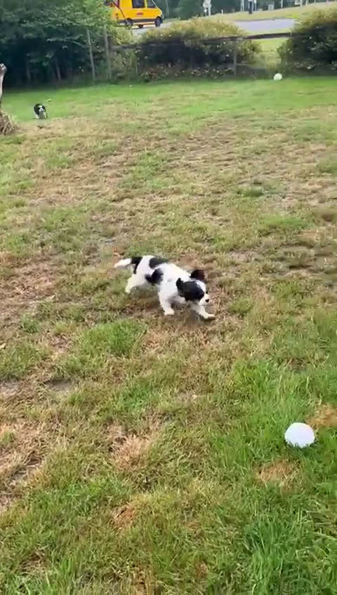 Cavalier King Charles Spaniel honden te koop: Cavalier King Charles Spaniel in Makkinga - Video 2