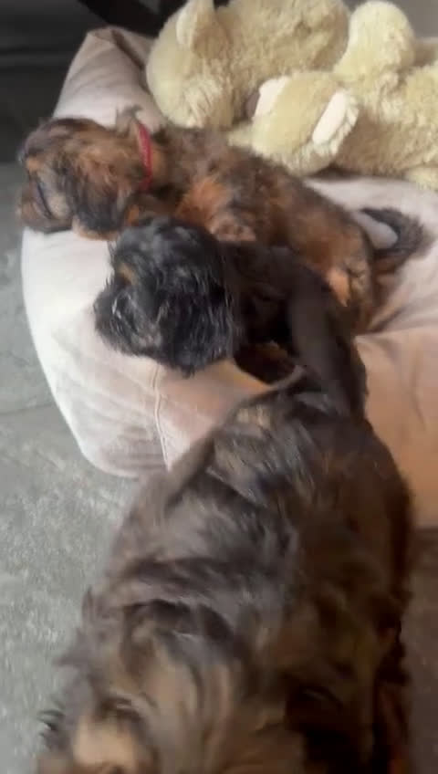 Havanezer honden te koop: Havanezer teefje - Video 3