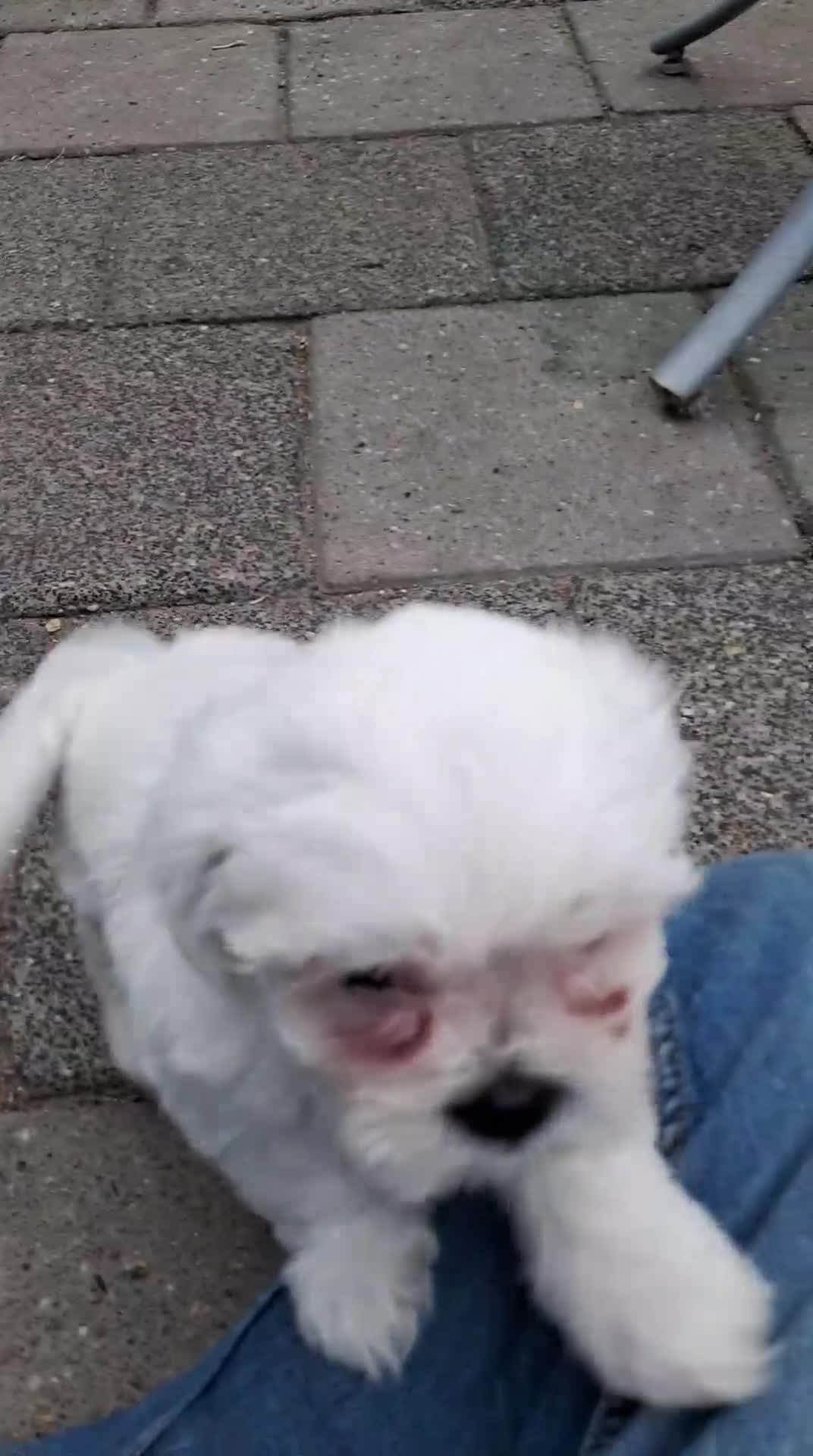 Malshi honden te koop: Ons Eerste nestje malshi  - Video 1
