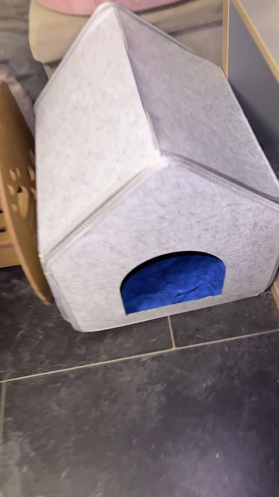 Chihuahua honden te koop: Mooie en lieve langhaar chihuahua. - Video 1