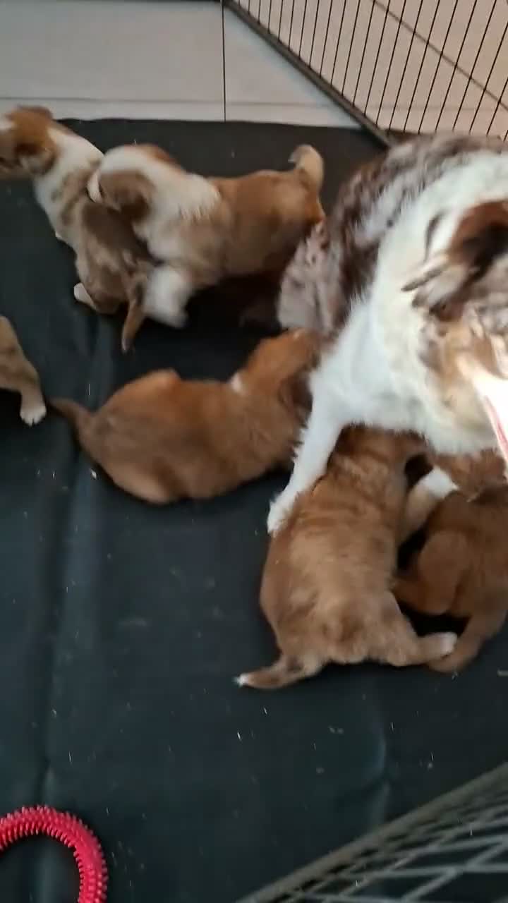 Kruising honden te koop: Border collie x nova scotia duck toller ret. pups - Video 1
