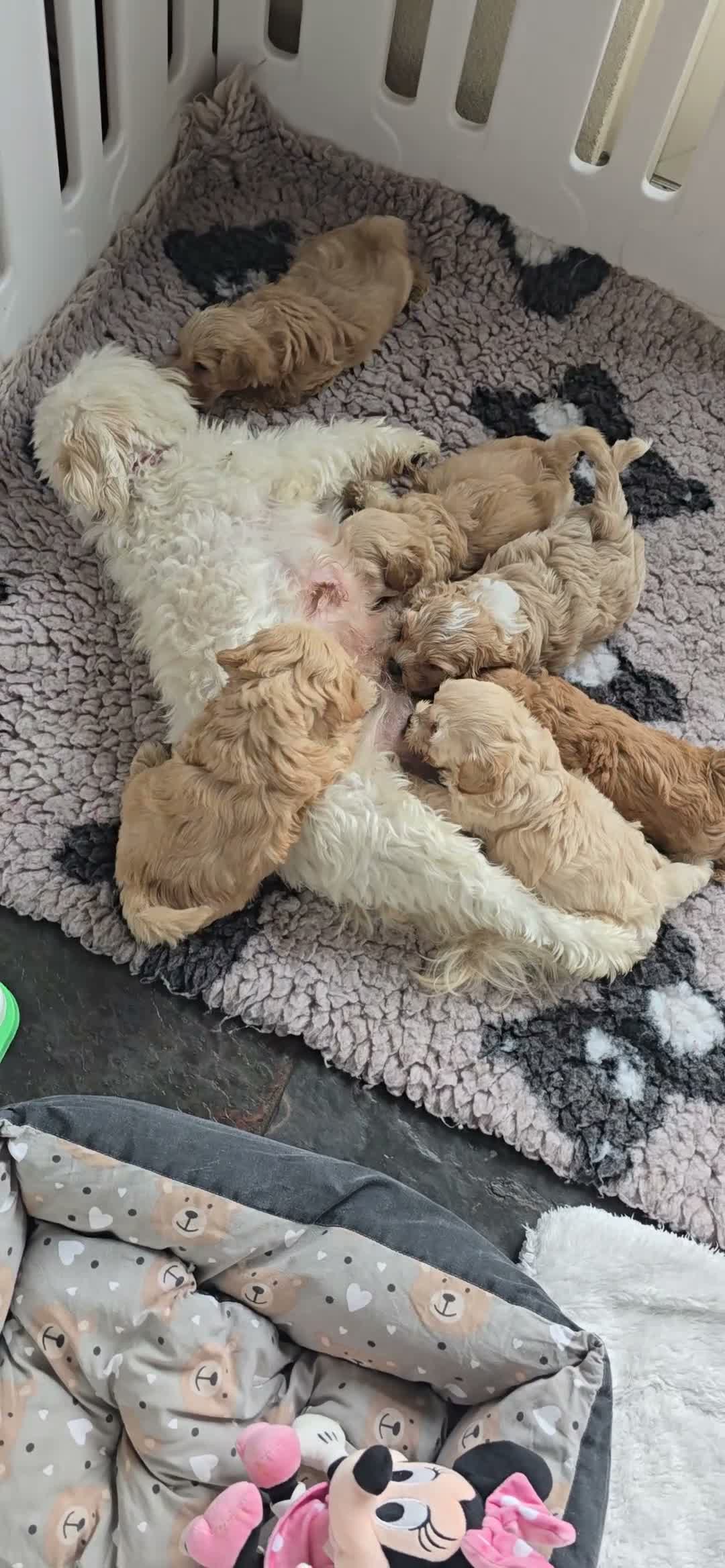 Maltipoo honden te koop: Mooie lieve maltipoo pup pups maltezer toy poedel  - Video 1