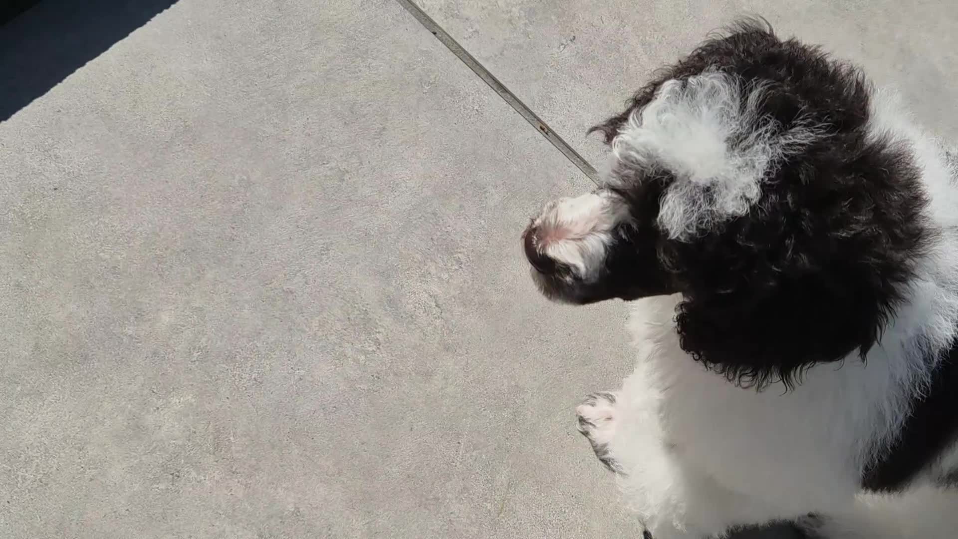 Poedel honden ter adoptie: Gastgezin gezocht voor middenslag poedel  - Video 1