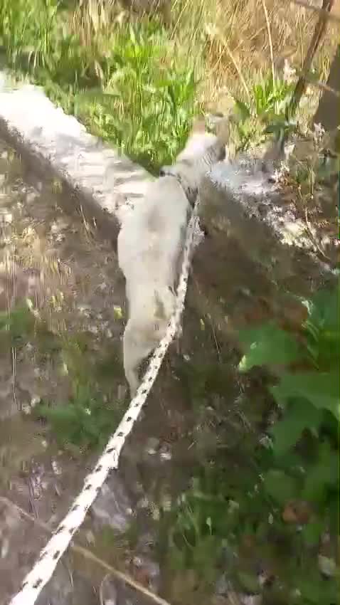 Kruising honden te koop: Rambo zoekt baasje - Video 2