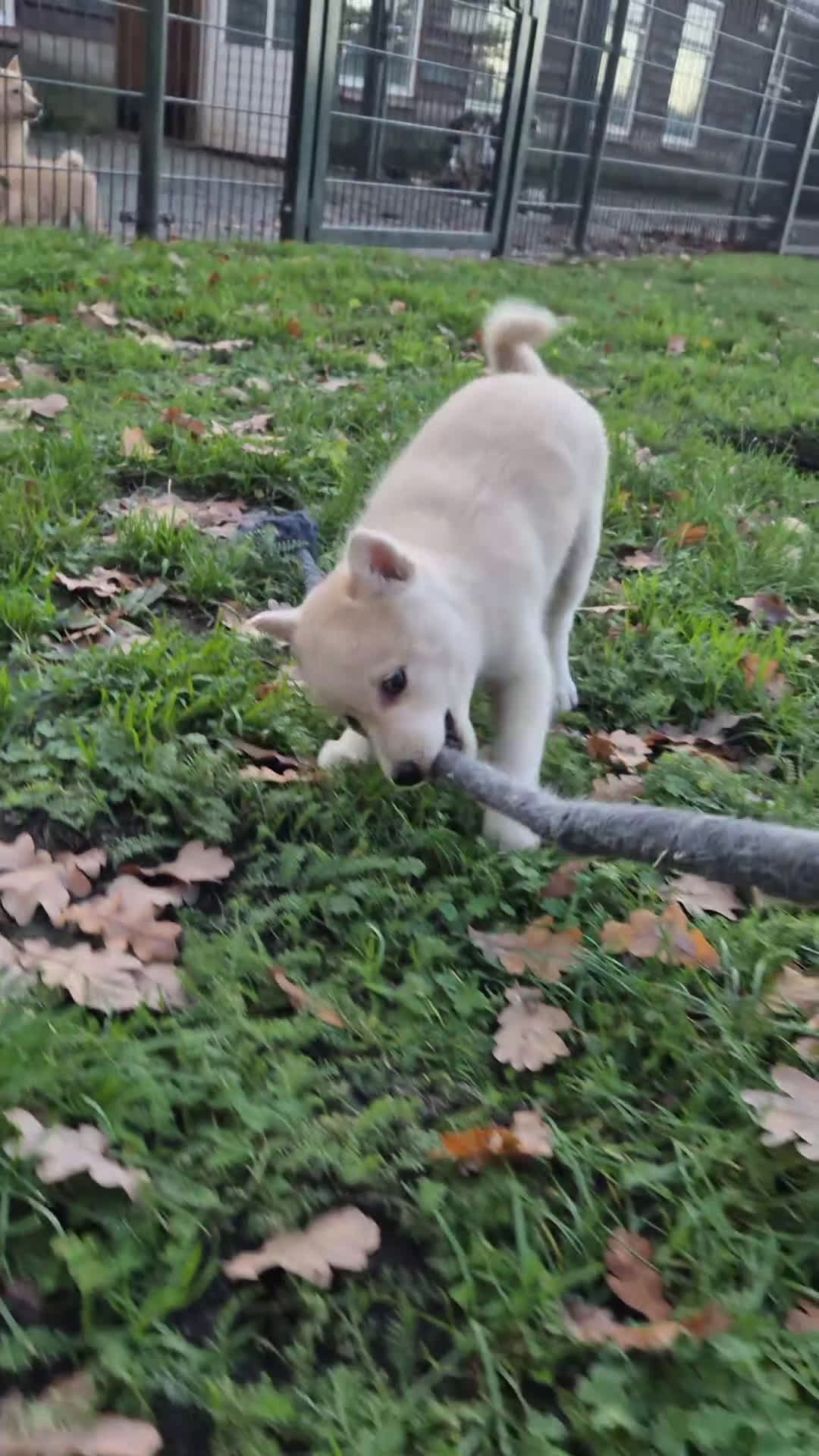 Kruising honden te koop: Pomsky x Shiba inu pups - Video 2