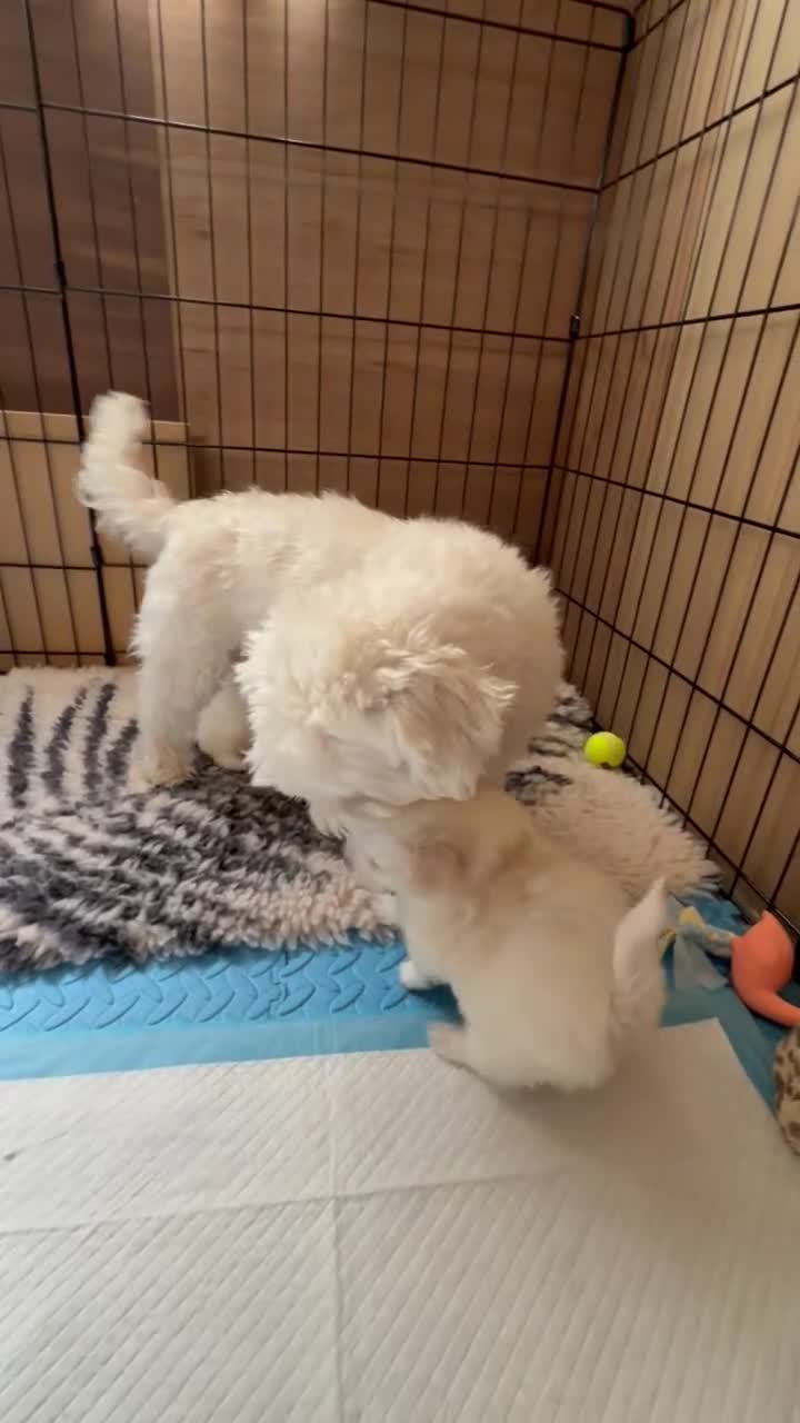 Maltipom honden te koop: Twee kleurige maltipom reu  - Video 1
