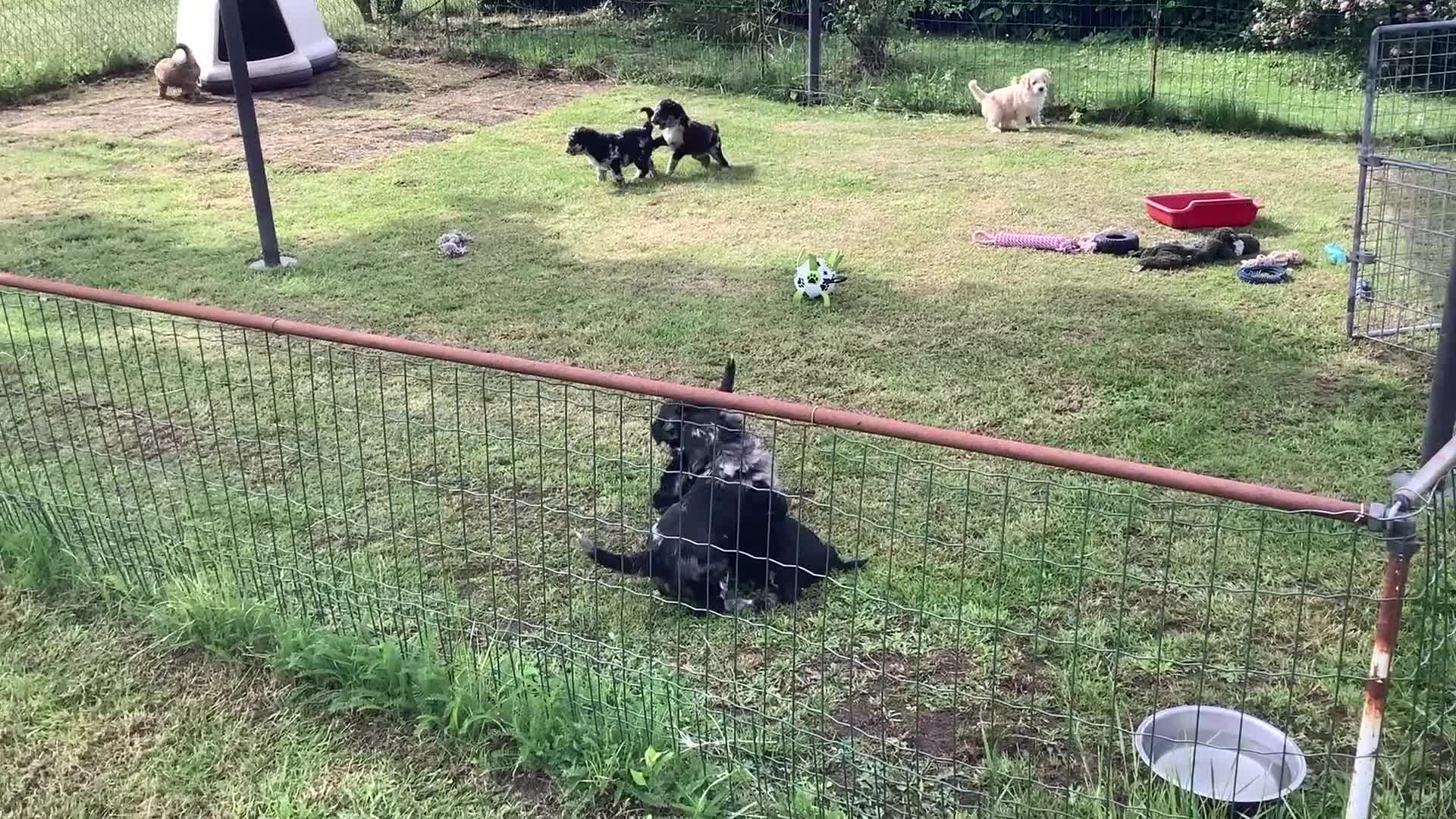 Bernedoodle honden te koop: unieke Bernedoodle pups - Video 1