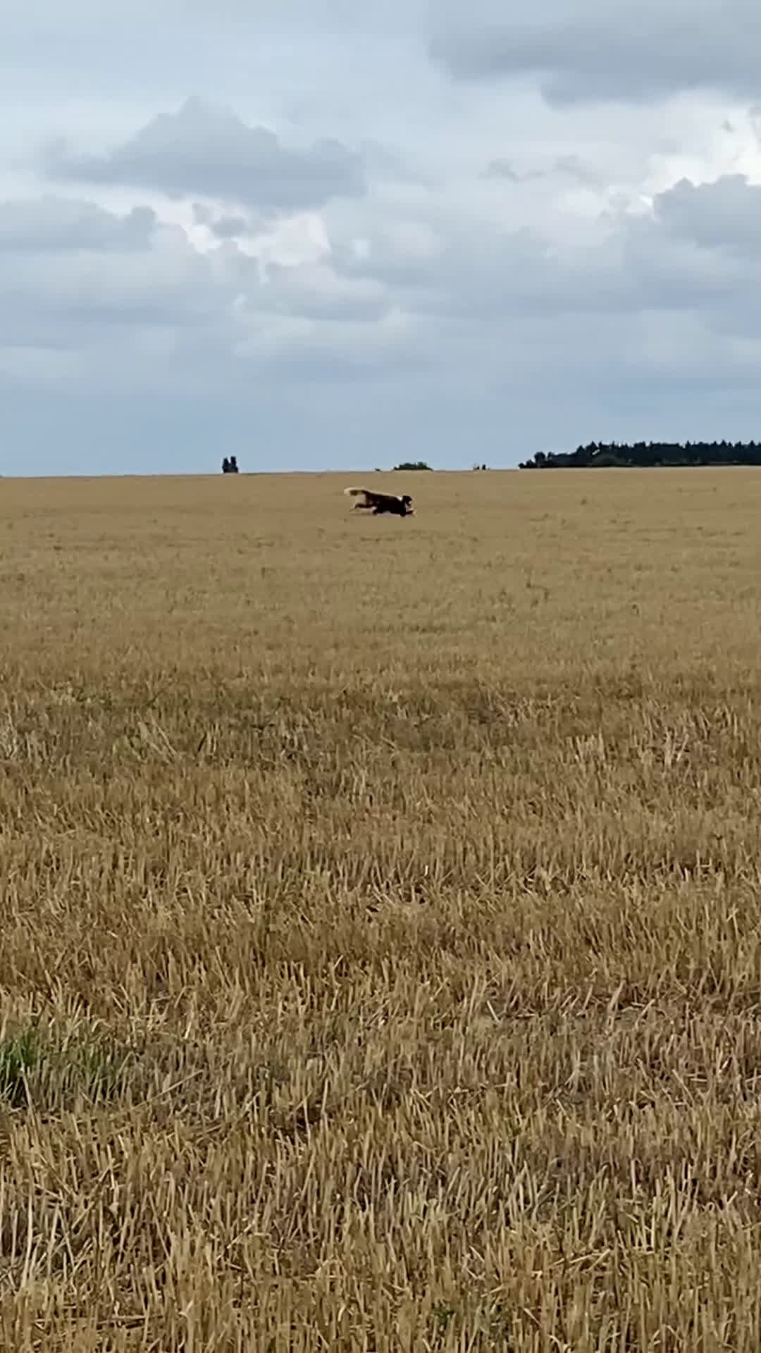 Australian Shepherd honden te koop: www.ofoutbackvalley@hotmail.com - Video 1