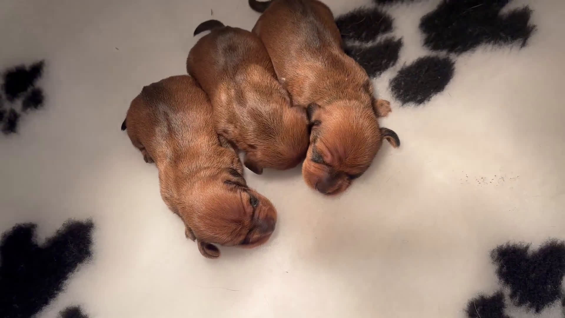 Ruwhaar Teckel honden te koop: Rode ruwhaar teckels kaninchen - Video 1