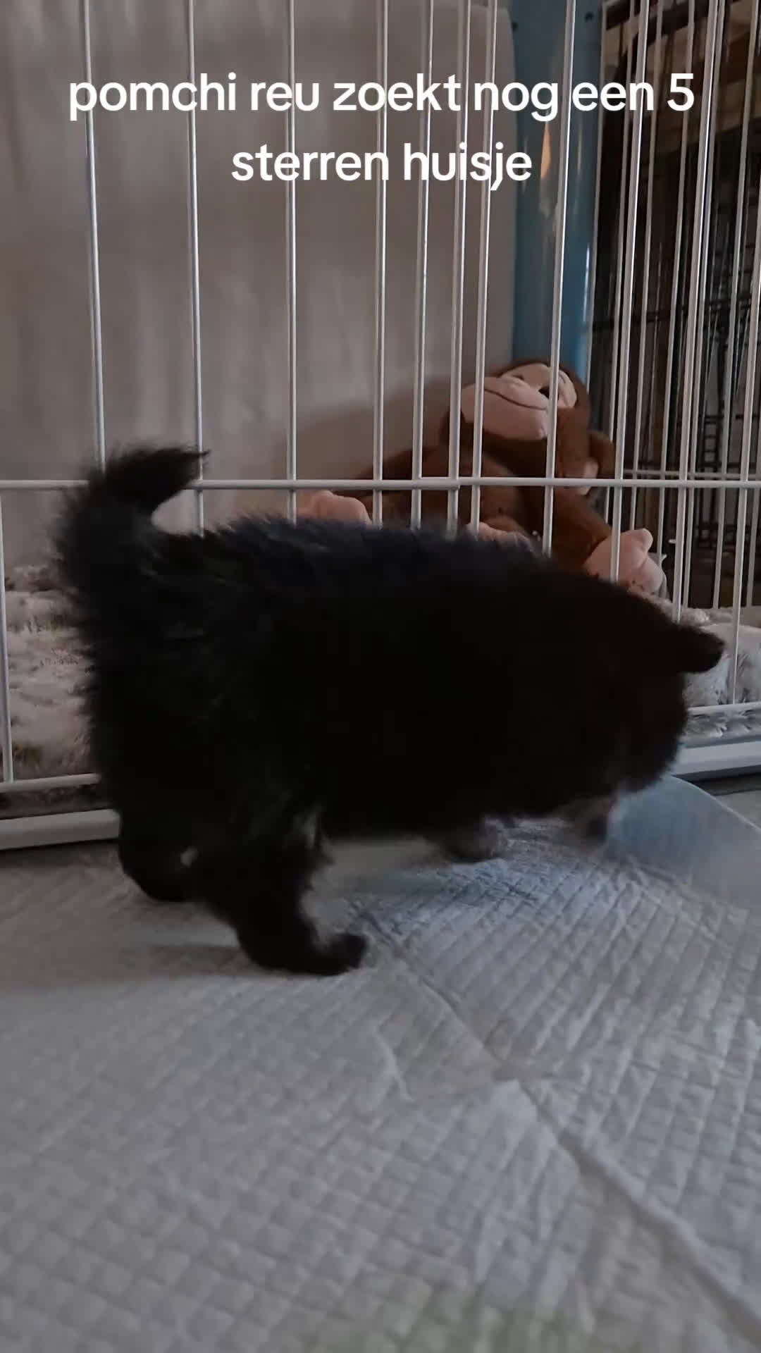 Pomchi honden te koop: Knappe reu - Video 1