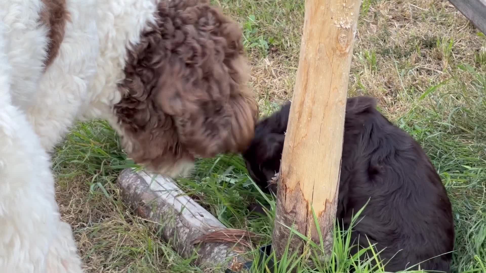 Australian Labradoodle honden te koop: Prachtige donkerbruine Australian Labradoodle reu - Video 5