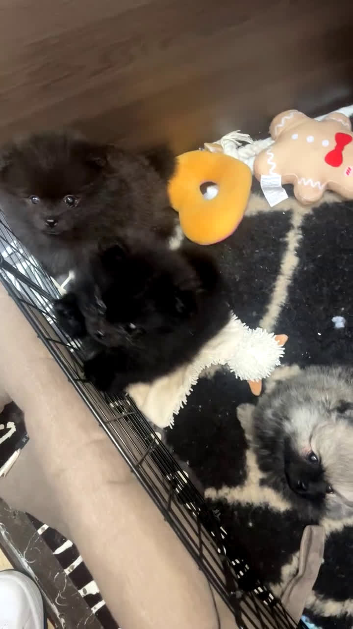 Pomeriaan honden te koop: prachtige pomeriaan pups te koop 1 reutje 1 teefje - Video 1
