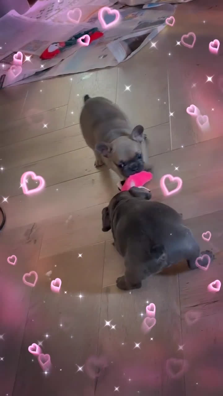 Franse Bulldog honden te koop: Franse Bulldog pups - Video 1