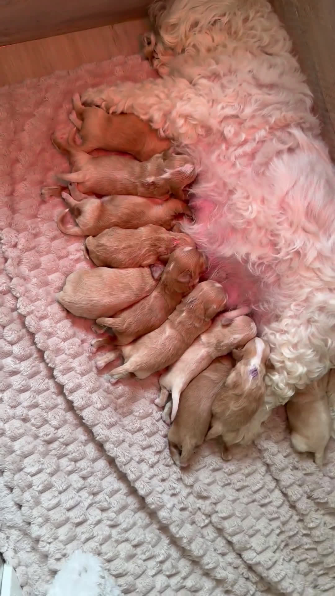 Maltipoo honden te koop: MALTIPOO PUPS🩷🩵 - Video 1