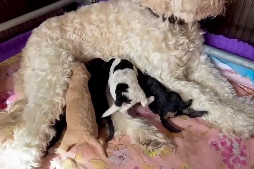 Australian Labradoodle honden te koop: 5 lieve pups uit 2e nestje van Bonnie en Cooper - Video 1