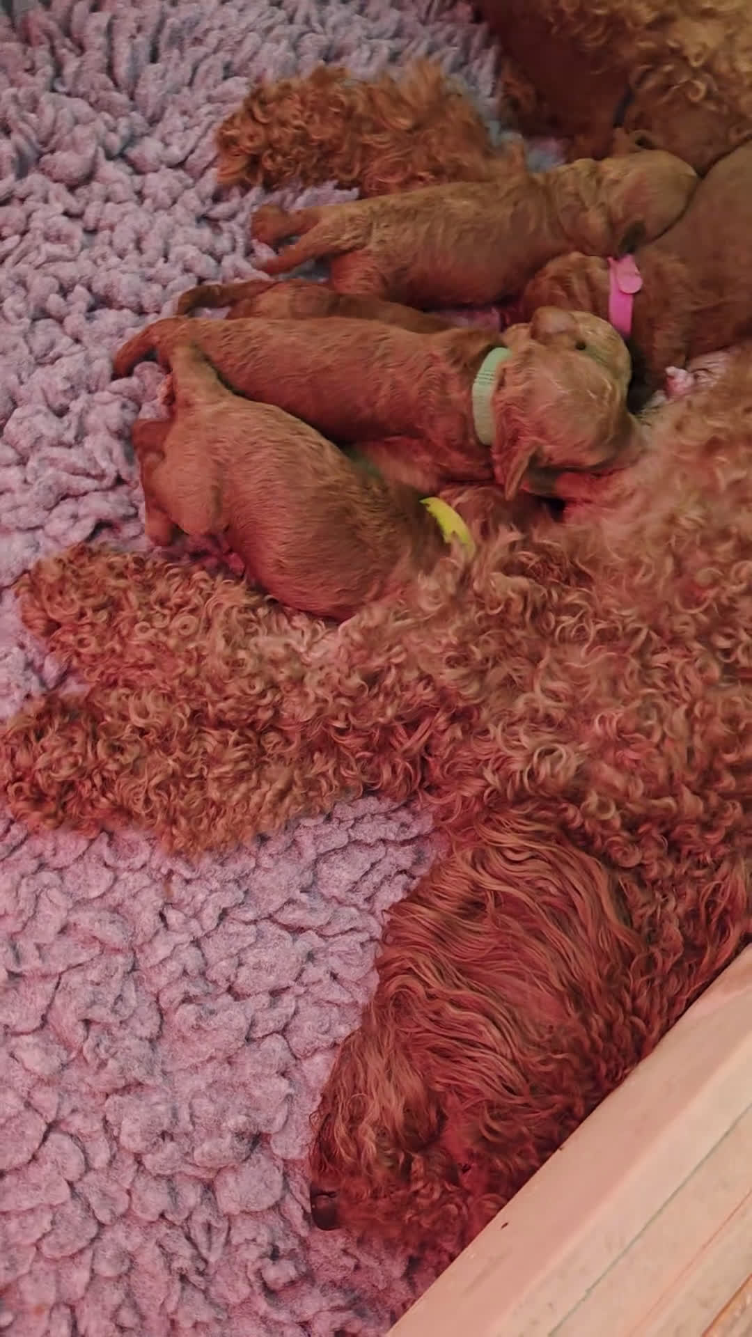 Poedel Toy honden te koop: Lieve Toypoedel pups zoeken een warm thuis - Video 1