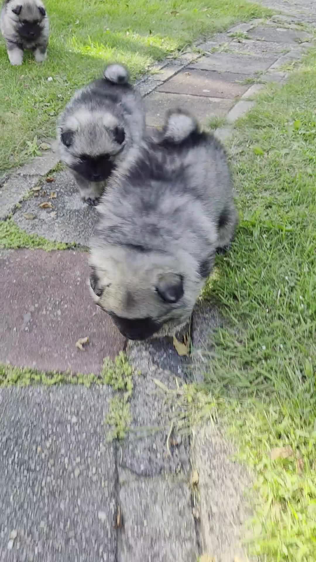 Keeshond honden te koop: Grote grijze keeshond puppy's  - Video 2