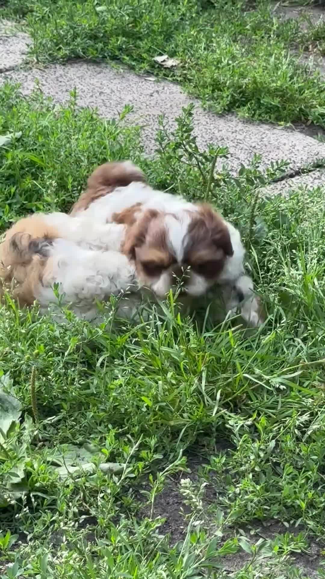 Shih Tzu honden te koop: Maximale grootte van 1,5 kg - Video 1