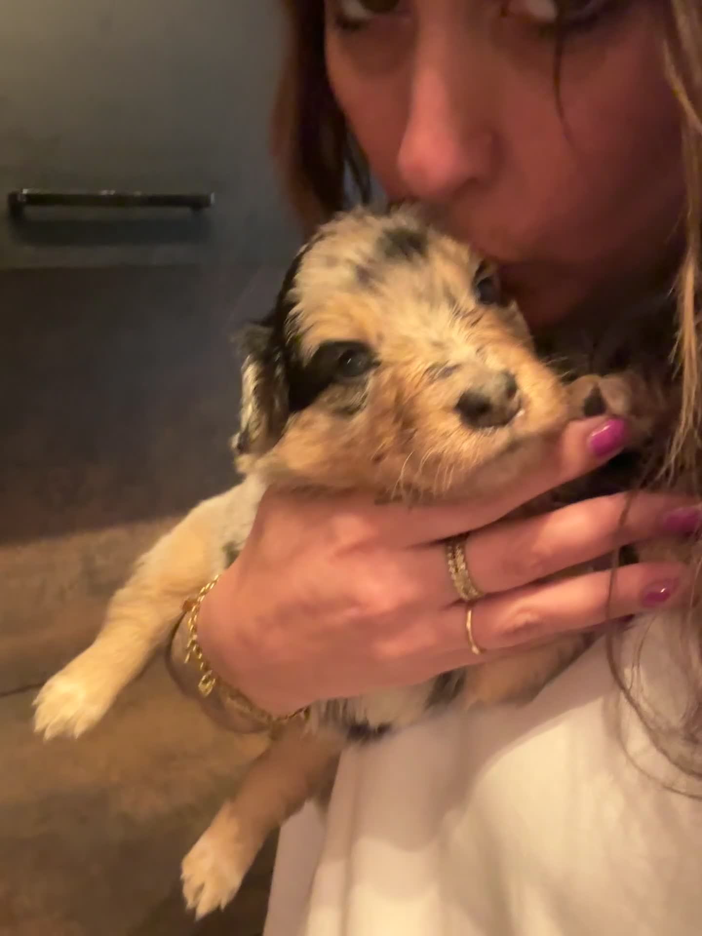 Australian Shepherd honden te koop: 1 blue merle teefje australian shepherd - Video 2