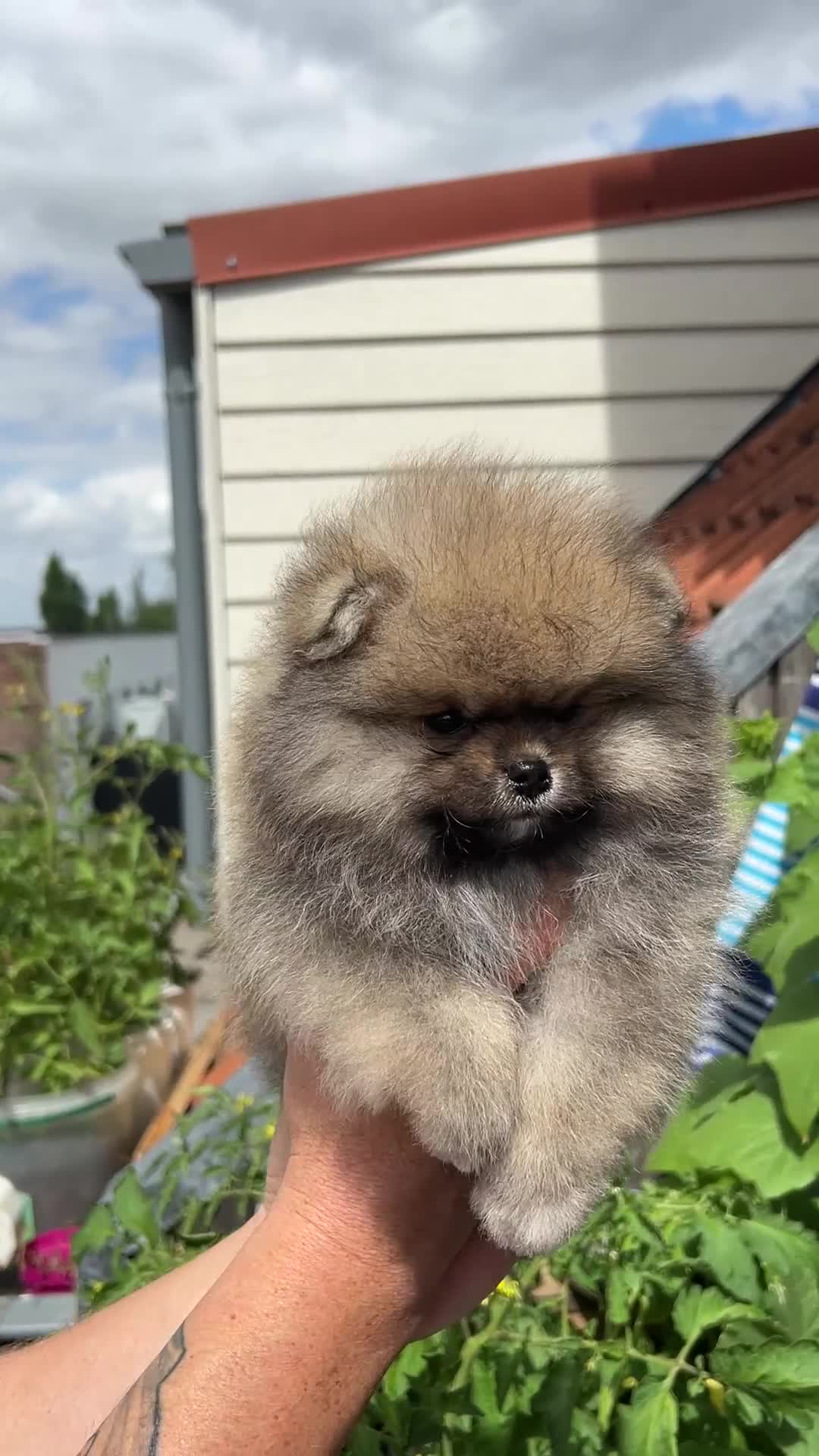 Pomeriaan honden te koop: 🌺Pomeranian 100 %🌺 - Video 1