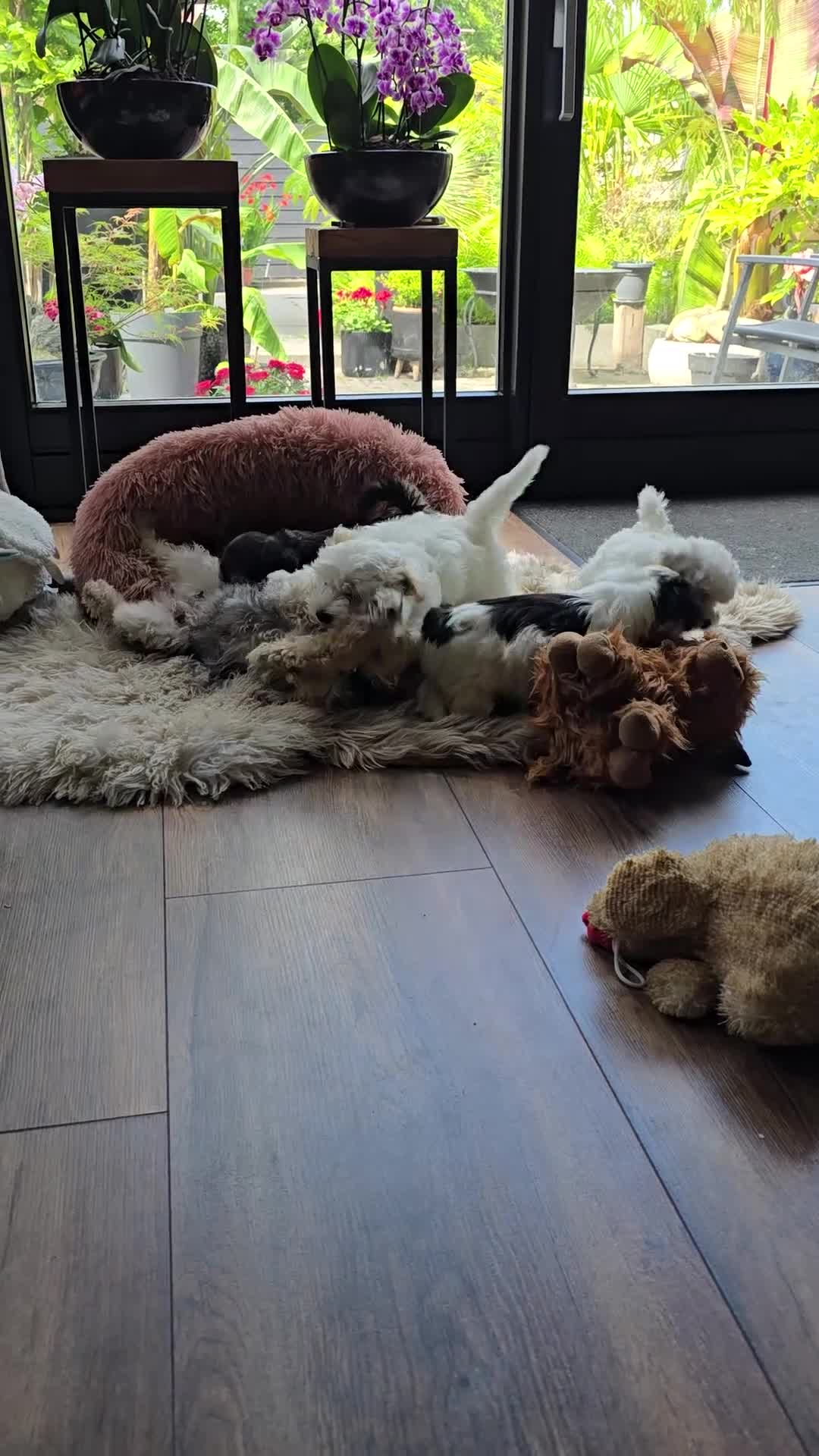 Morkie honden te koop: Zeer mooie witte Morkie pups reutjes in Groningen - Video 1