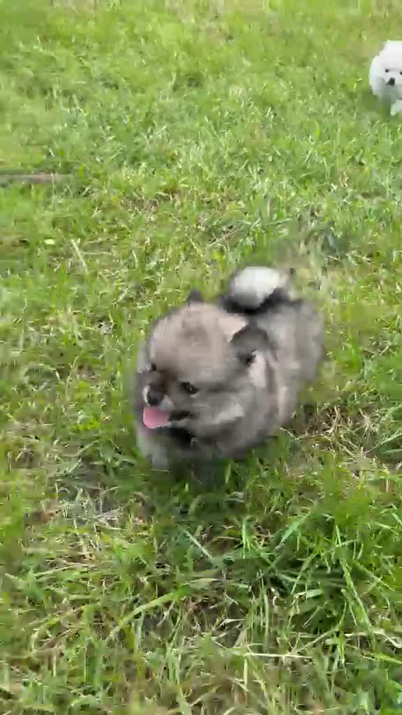 Pomeriaan honden te koop: De spelende pomeriaantjes wachten op jou - Video 1