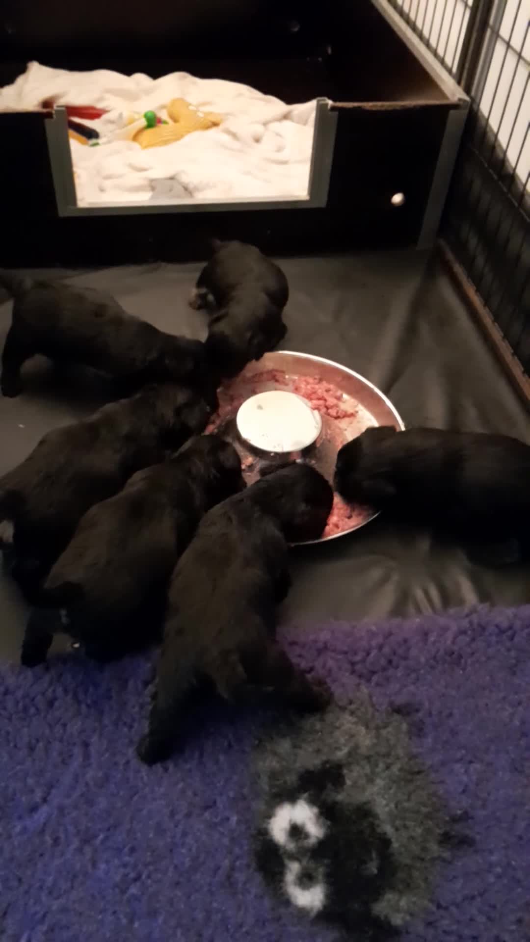 Cesky Terriër honden te koop: Ceskyterriër pups in Huizen - Video 2