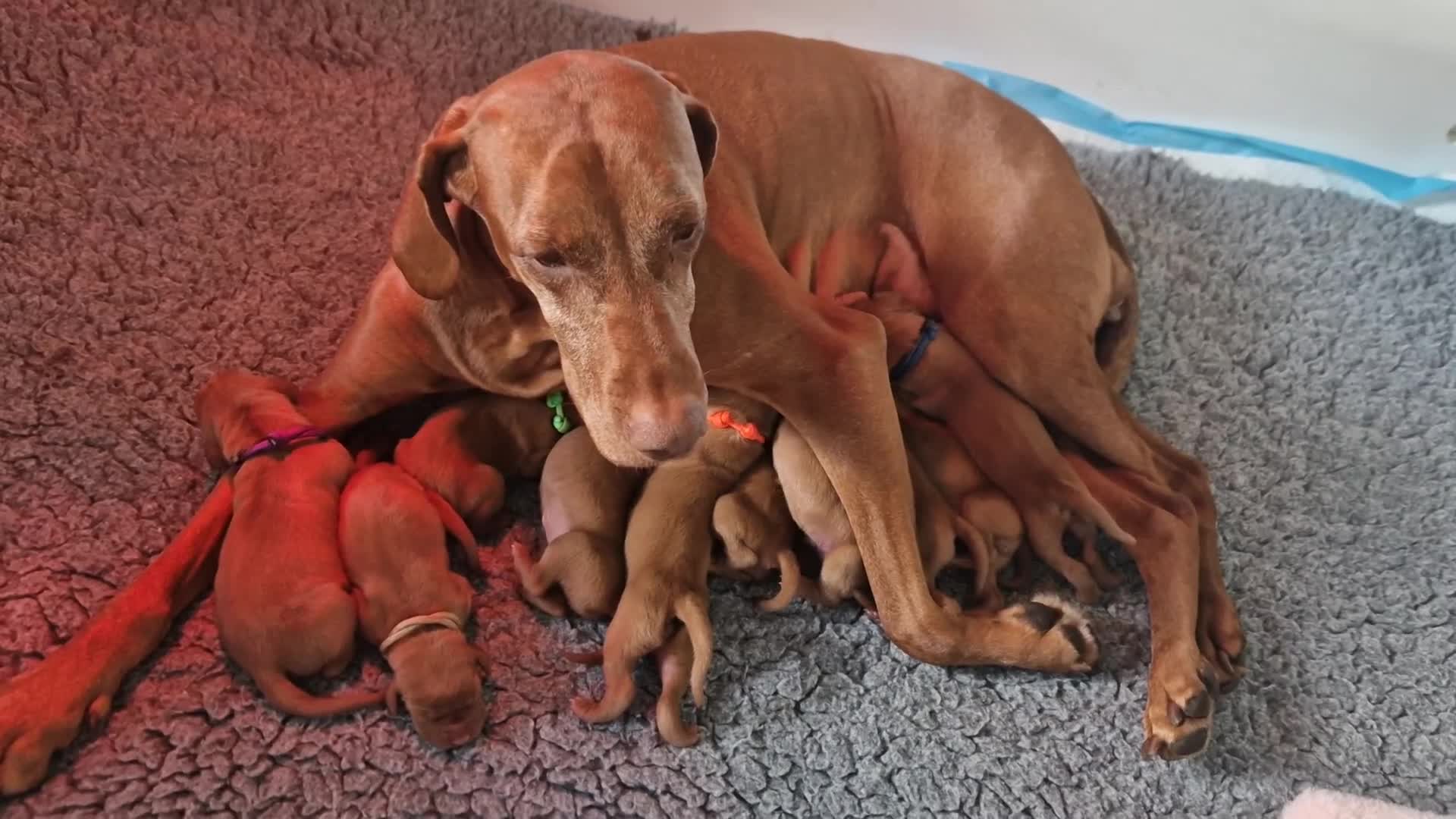 Vizsla korthaar honden te koop: Prachtige Vizsla pups uit Hongaarse bloedlijnen  - Video 1