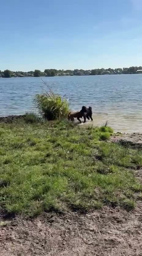 Kruising honden te koop: Lieve en soms ondeugende labradoodle reu 7 maand - Video 1