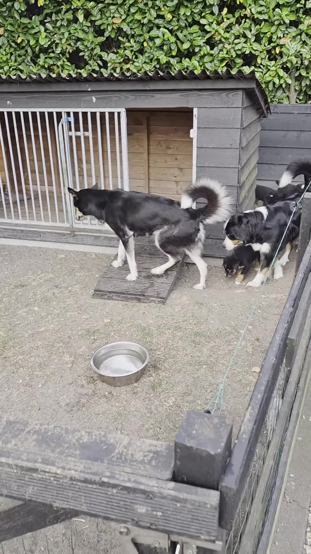 Berner Sennenhond honden te koop: Bernersennen pups  - Video 2