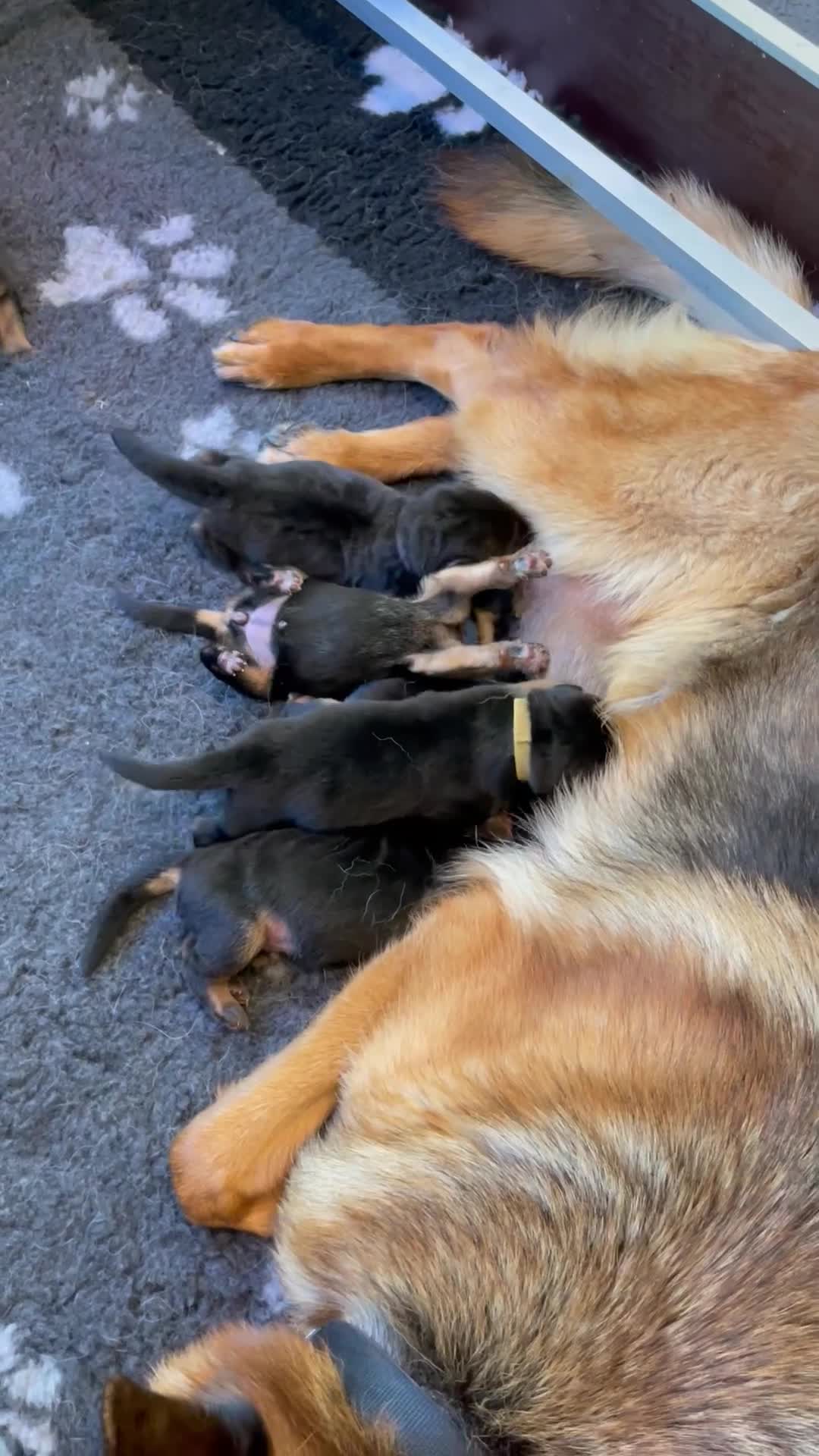 Duitse Herder honden te koop: Mooie Duitse Herder pups in Hoogenweg - Video 1