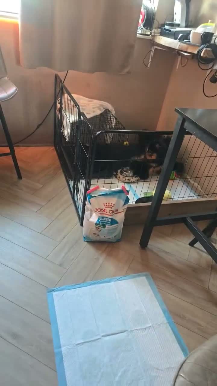 Pomeriaan honden te koop: Mooie pomeriaan pupjes - Video 2