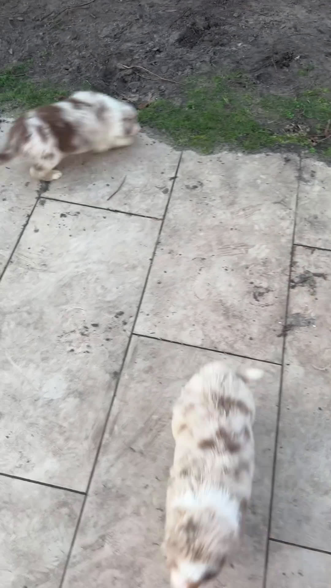 Australian Shepherd honden te koop: 100% raszuivere Australian Sheperd pups - Video 3