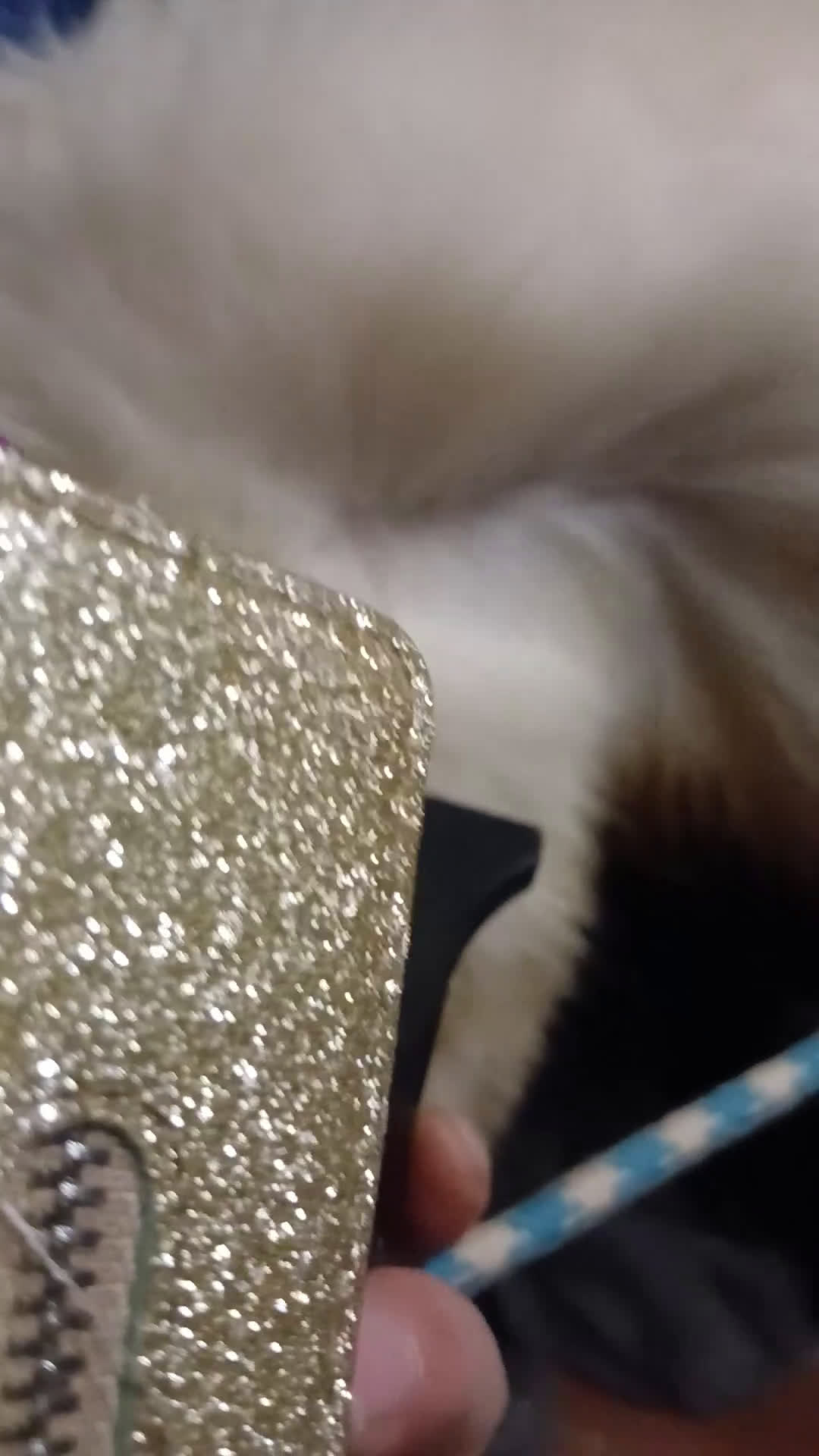 Berghond van de Maremmen en Abruzzen honden te koop: Dante italiaanse lieverd zoekt baasje - Video 1