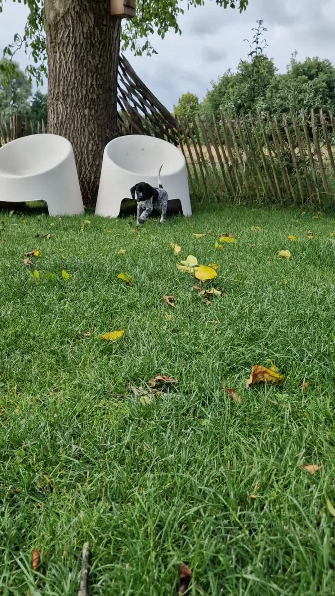 Duitse Staande Hond Korthaar honden te koop: Zindelijke DSK pups met stamboom  in Gelselaar - Video 2
