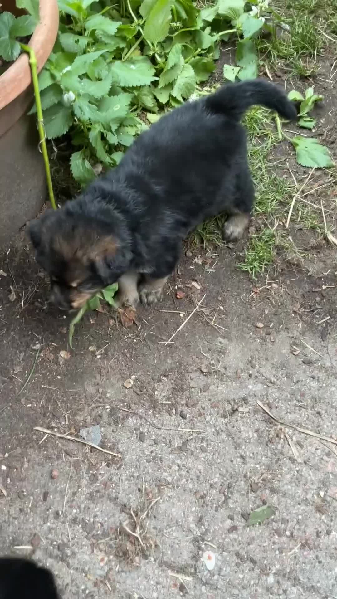 Kruising honden te koop: Eurasier/Duitse Herder x Golden Retriever pups - Video 1