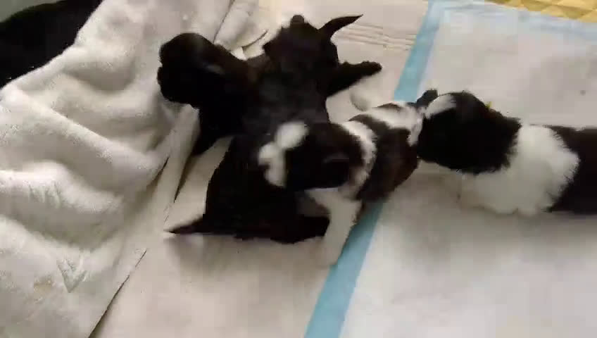 Shih Tzu honden te koop: Shih Tzu puppy's België - Video 2