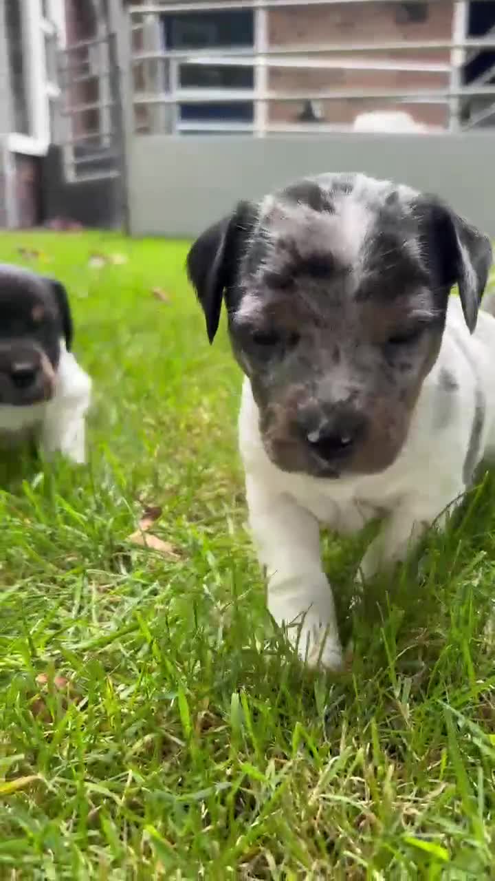 Jack Russel Terriër honden te koop: Brokencoat Merle Jackies in Lauwerzijl - Video 3