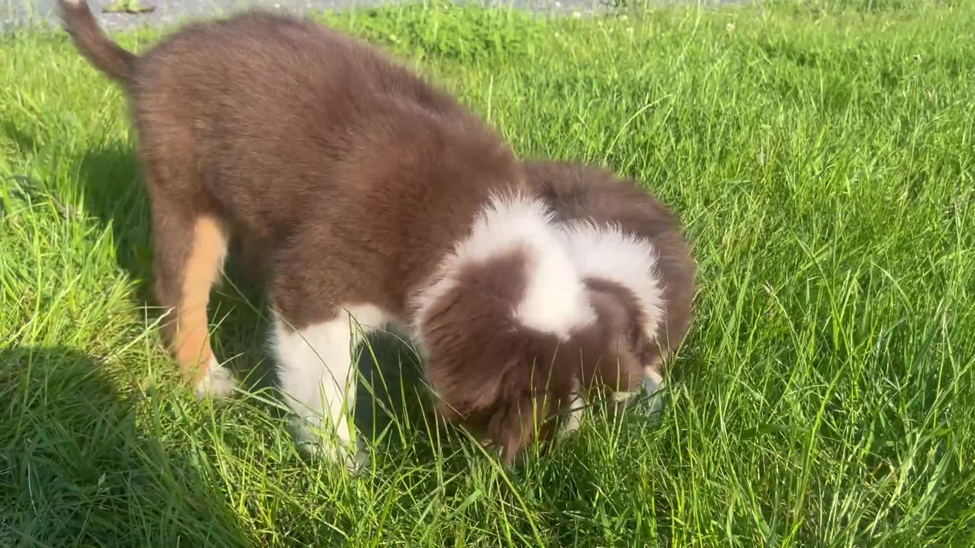 Australian Shepherd honden te koop: Miniature American shepherd reutjes - Video 1