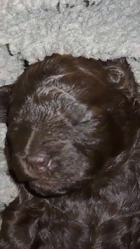 Shihpoo honden te koop: Choco shihpoo puppy teefje x toypoedel - Video 1