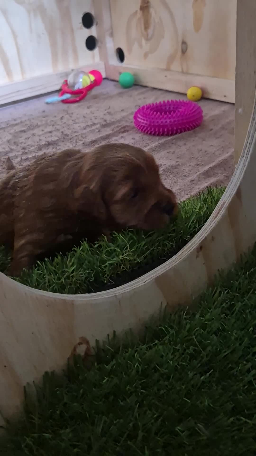 Australian Labradoodle honden te koop: Prachtig lieve mini labradoodle pups  - Video 2