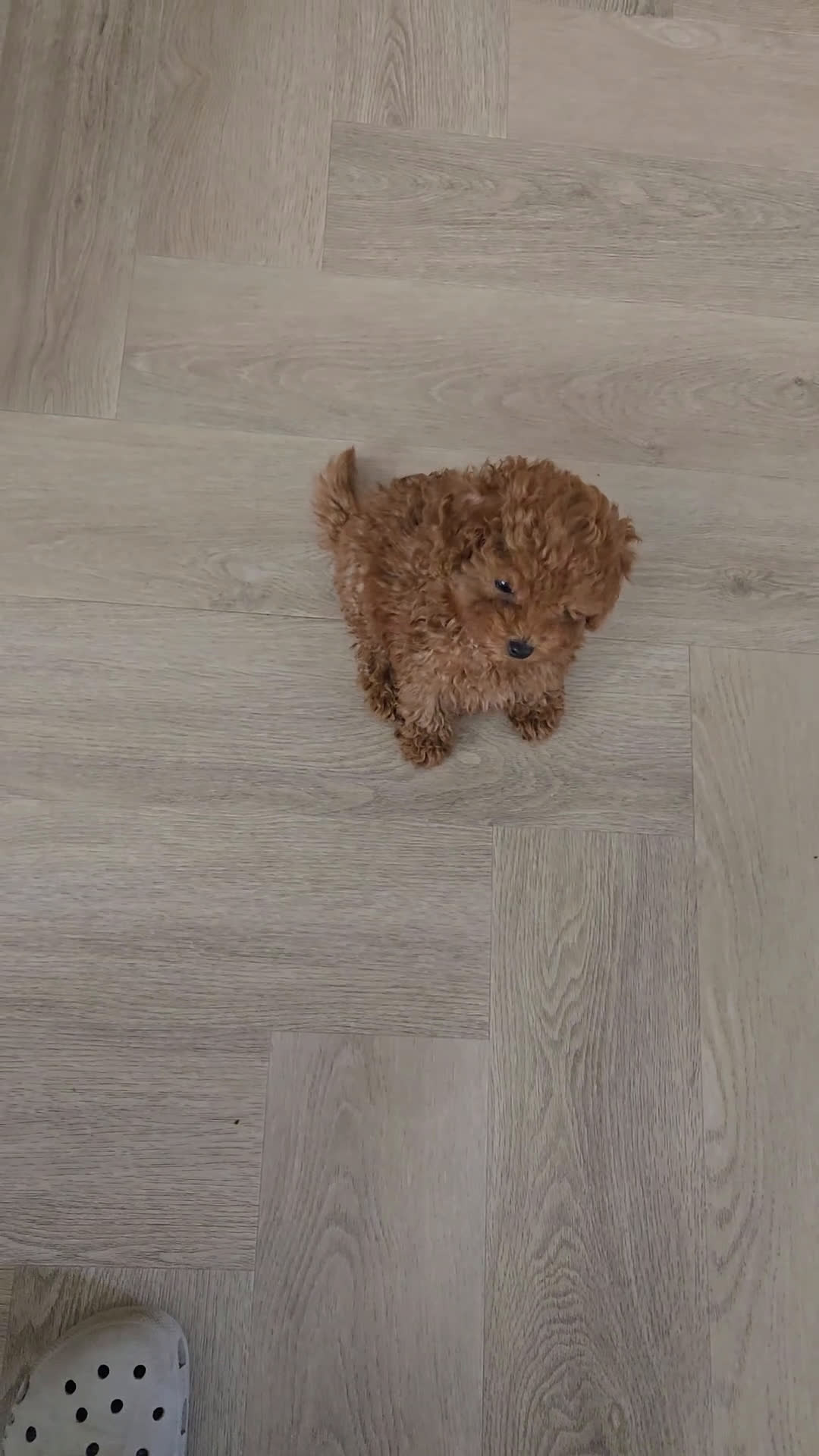 Poedel Toy honden te koop: Toy poedel reu  in Zevenaar - Video 1