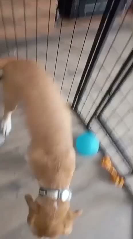 Kruising honden te koop: Lieve Tala zoekt een nieuw thuis - Video 1