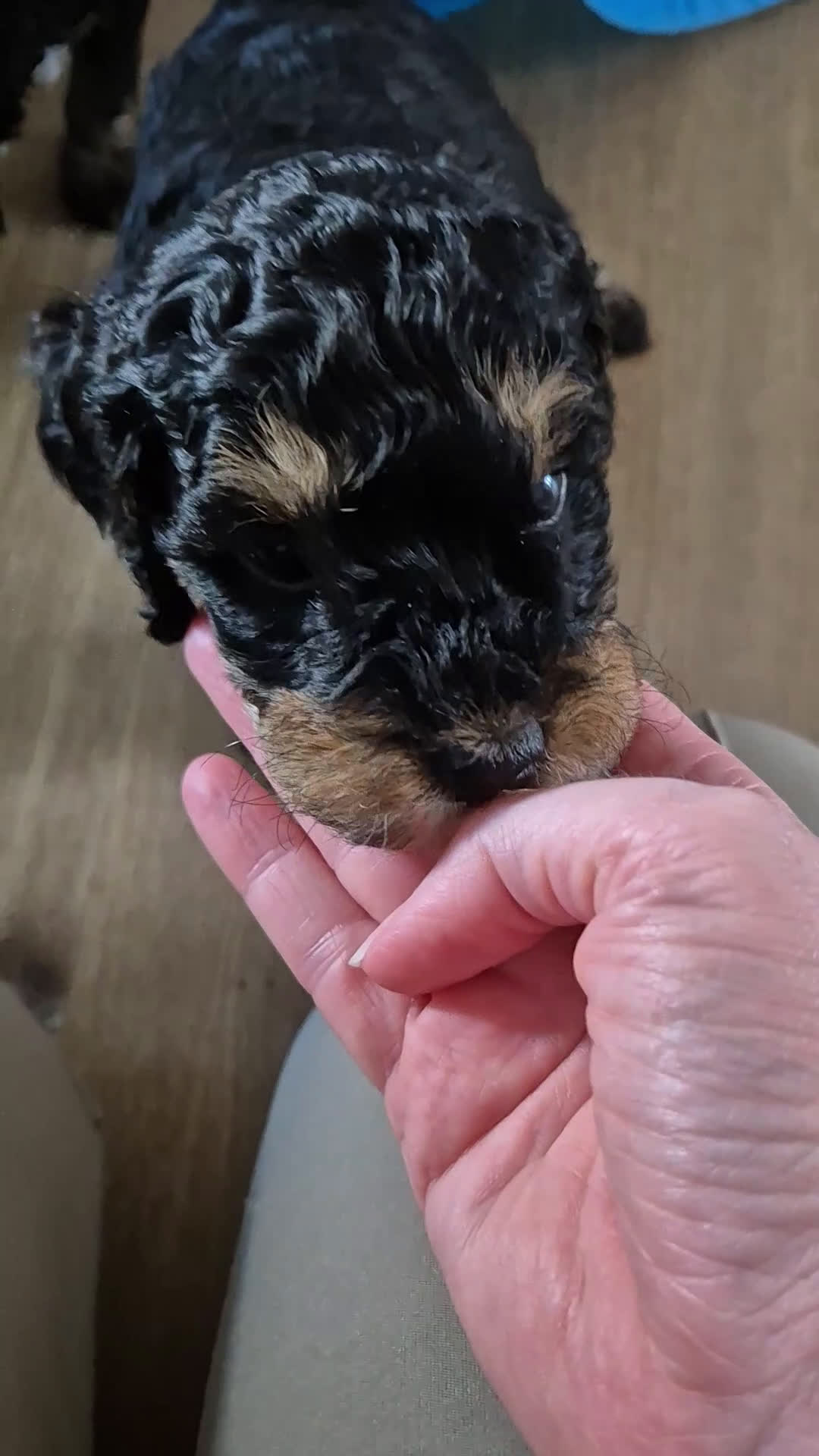 Cockapoo honden ter adoptie: Gastgezin gezocht voor cockapoo teefje  - Video 1