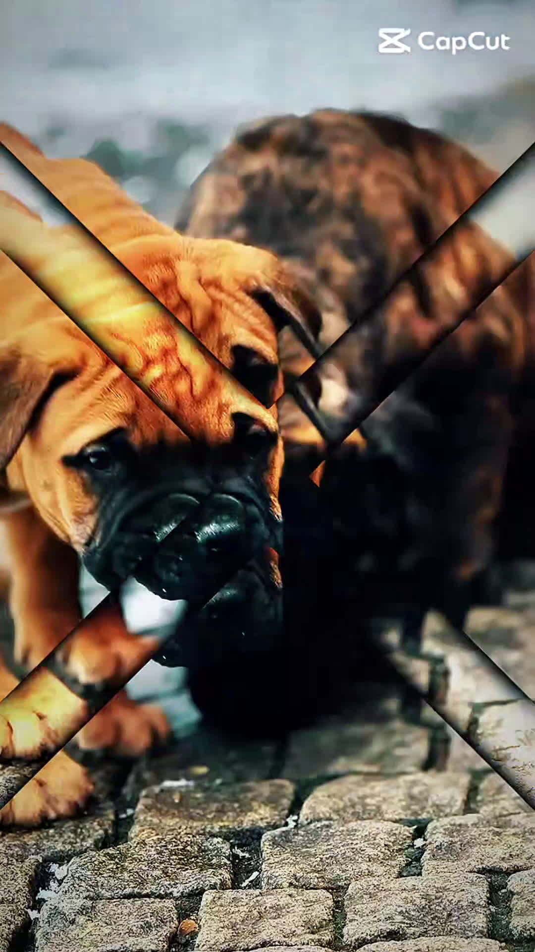 Bullmastiff honden te koop: Bullmastiff  - Video 4