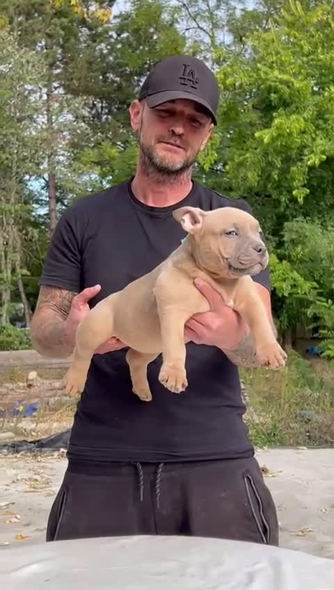 Amerikaanse Bully honden te koop: Amerikaanse bully pocket - Video 1