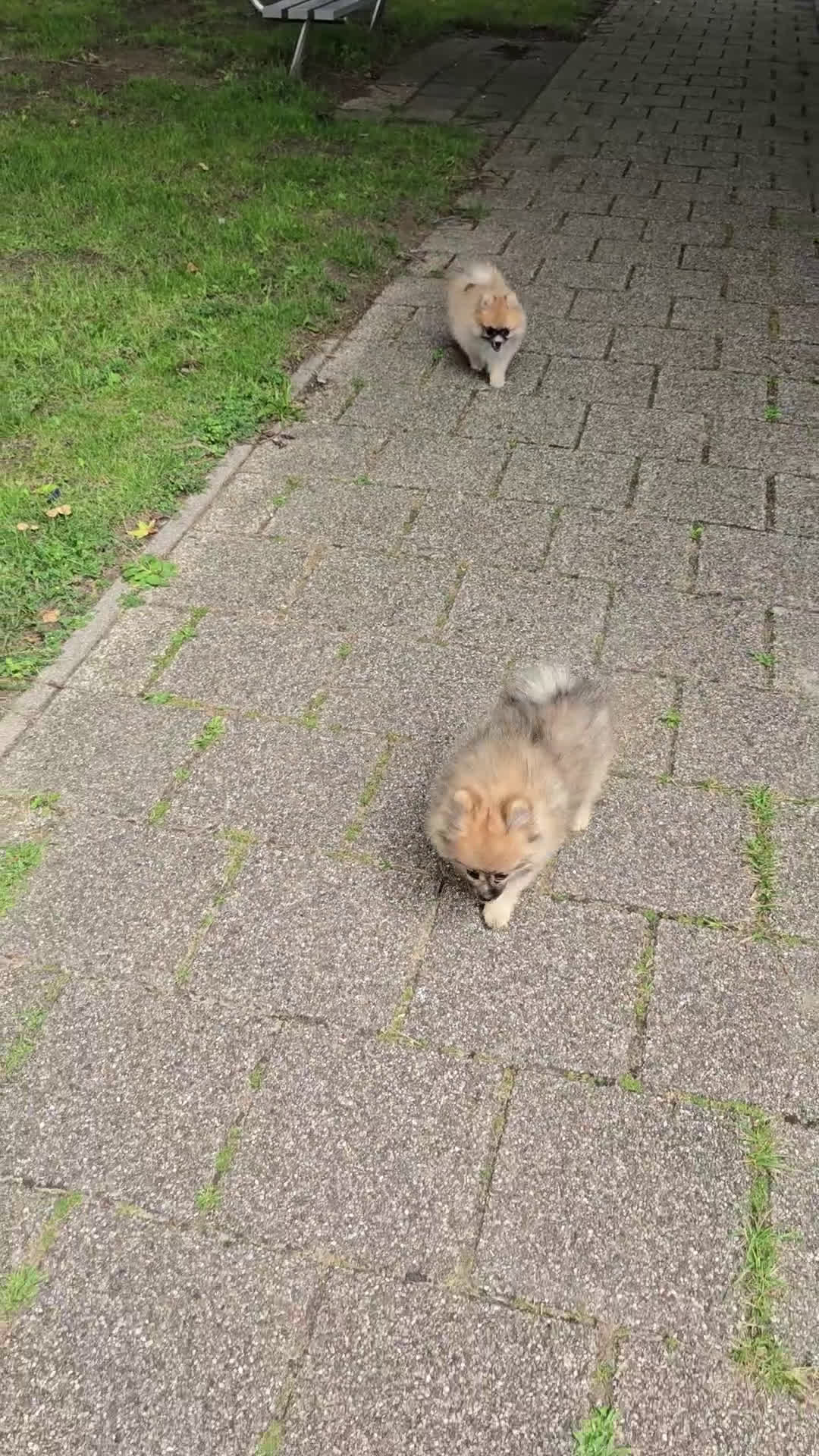 Pomeriaan honden te koop:  Te koop: Pomeranian pups met FCI-stamboom  - Video 1