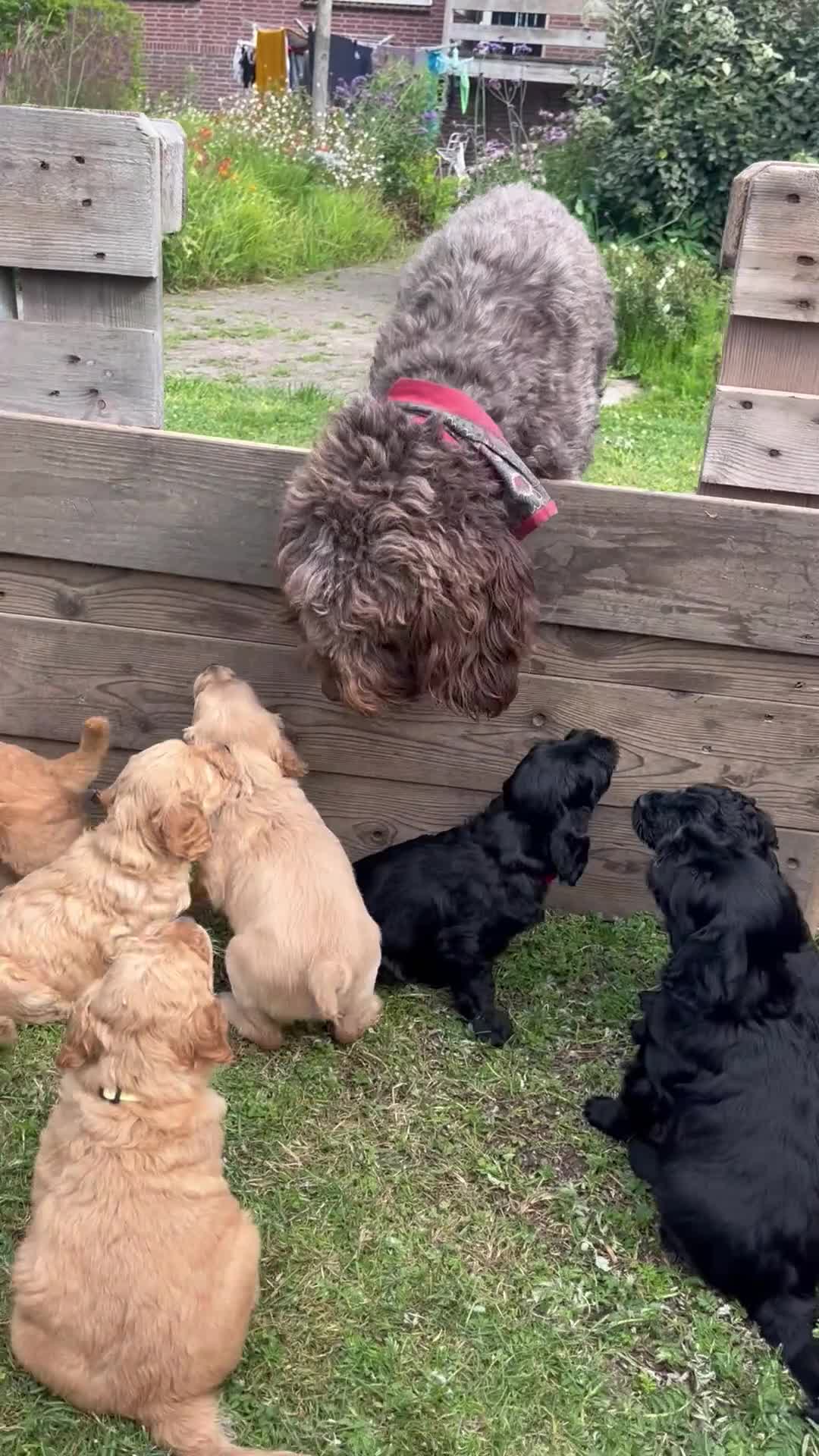 Labradoodle honden te koop: Medium labradoodel in Kwintsheul - Video 1